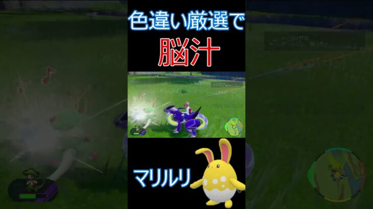 ショート動画でも脳汁！色違い厳選「マリルリ編」  #ポケモンゲーム #ポケモンsv #ポケモン #色違いポケモン #マリルリ #色違いマリルリ　#pokemon #shinypokemon